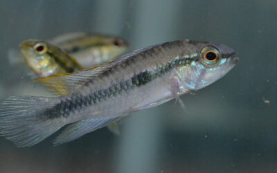 Ap　マキリエンセ（ロンドニア）