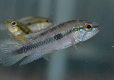 Ap　マキリエンセ（ロンドニア）