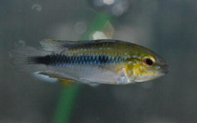 Ap　エリスルラ（ロンドニア）ブルータイプ