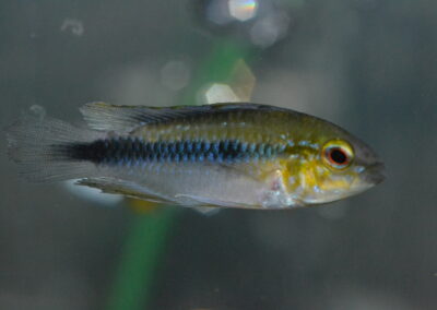 Ap　エリスルラ（ロンドニア）ブルータイプ