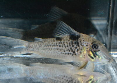 Cロングノーズ・キンちゃん