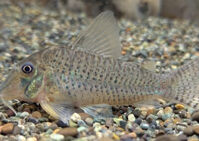 Cロングノーズ・メガシクリ（リオ　ティグレ）