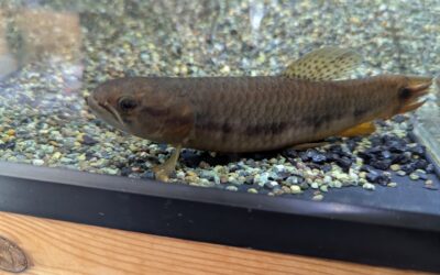 パープルレインボーホーリー（コロンビア）