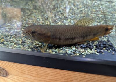 パープルレインボーホーリー（コロンビア）