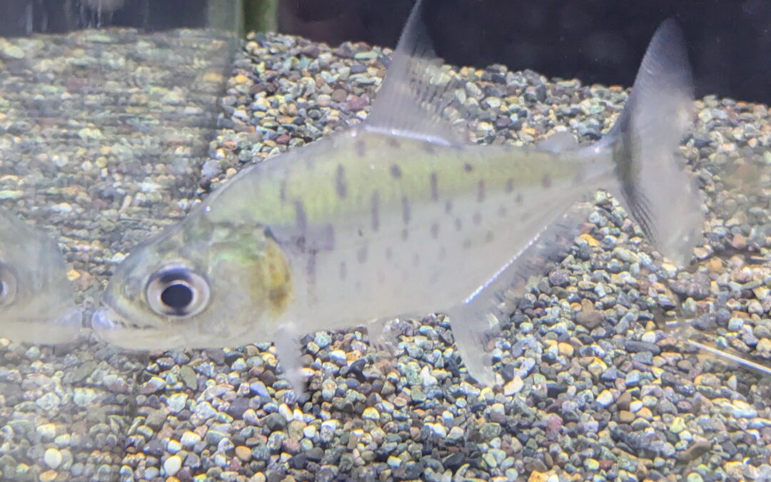 ピラニア・マニュエリ（リオ　シングー）