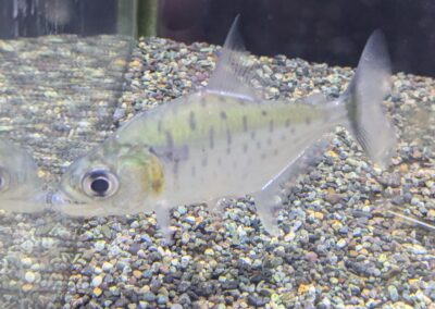 ピラニア・マニュエリ（リオ　シングー）