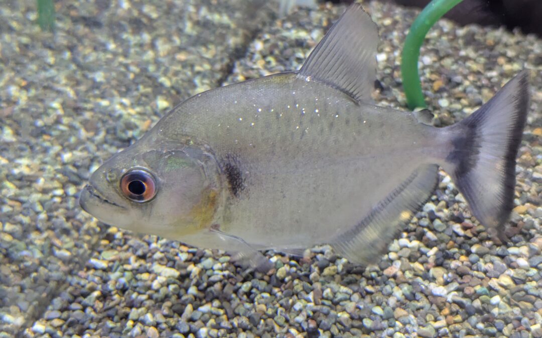 バイオレット・ブラックピラニア（リオ　シングー）