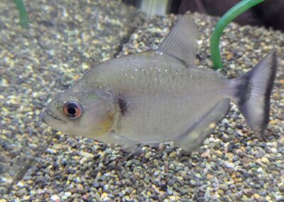 バイオレット・ブラックピラニア（リオ　シングー）