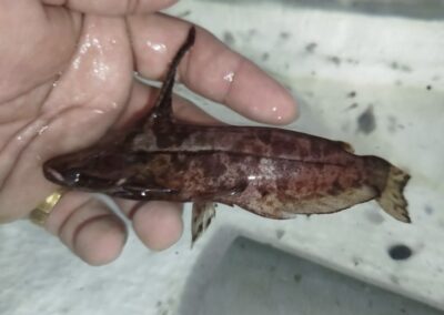 リーフキャット（ペルー）