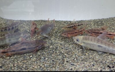 ～来週の予定＆買取魚情報～