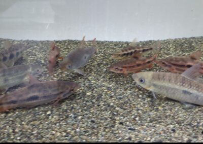 レポリヌスMIX(買取個体）