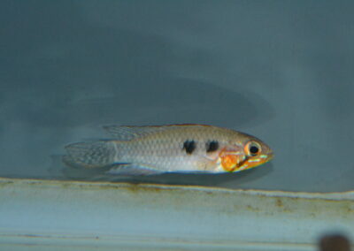 Ap　エリザベサエ（ワズベル）