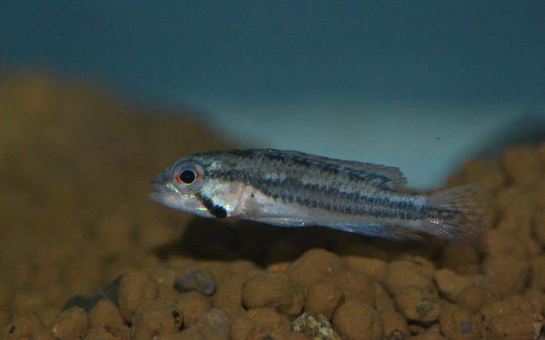 Ap　ディプロタエニア