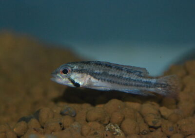 Ap　ディプロタエニア