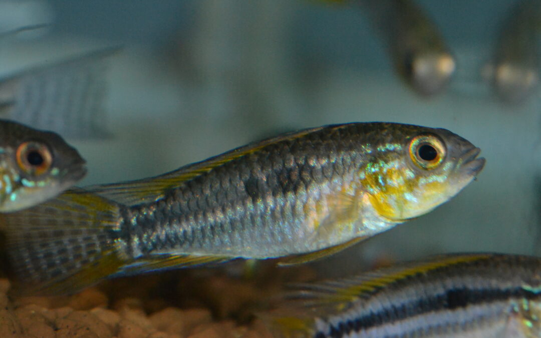 Ap　ビタエニアータ（マムリ）