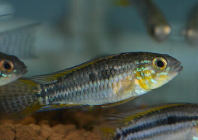 Ap　ビタエニアータ（マムリ）