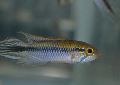 Ap　アガシジィ（マナカプル）