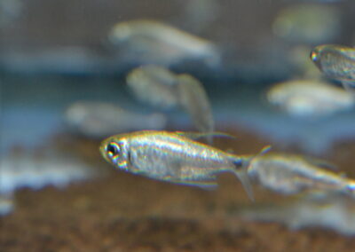 プラチナ・テトラオーロ