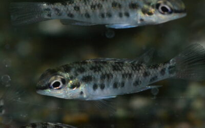 ディクロスス・フォイルニ