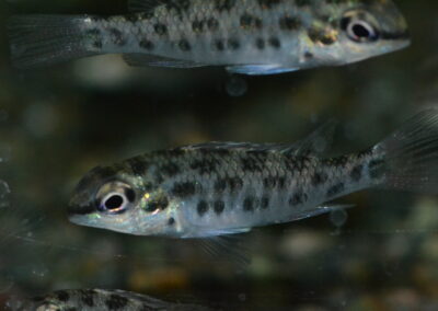 ディクロスス・フォイルニ