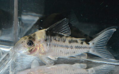 ~2026年3月23日(月)最新入荷情報(オリジナルダイレクト便)ブラジル編~