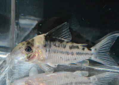 Cインコリカーナ（リオ　イサナ）