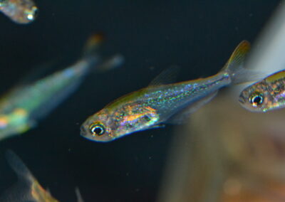 クリスタルレインボーテトラ