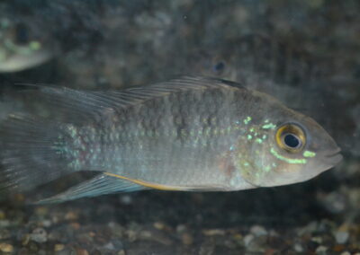 Ap　cf　エウノータス（サンパブロ）