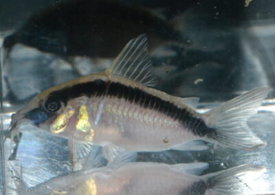 Cセミロングノーズ・アーク（リオ　タカナ）