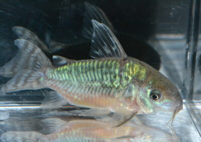 Cゲルイ（リオ　ベニ）