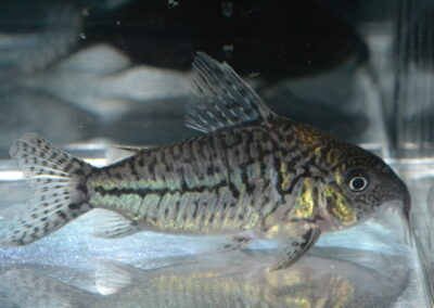 Cジャンクションライン・ソダリス（ペルー）