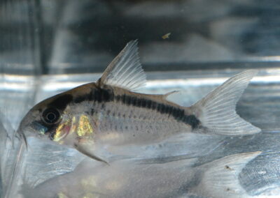 Cエヴェアーク（コロンビア）