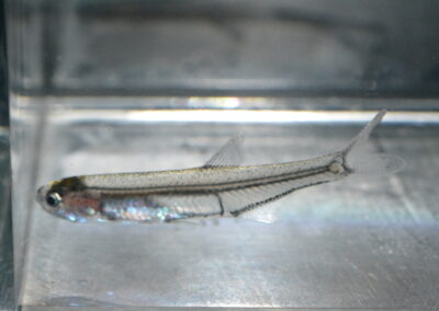 ホエールグラスフィッシュ