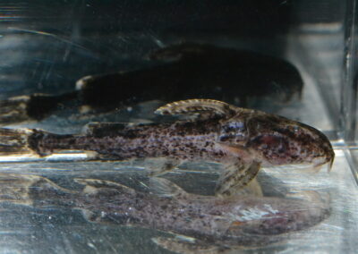 ゴーストドラス（ペルー）