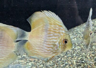 ヘッケルブルーディスカス（リオ　ネグロ）