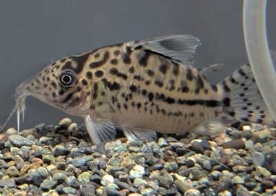 Cショートボディ・ロングノーズエヴェリナエ（オリジナルタイプ）