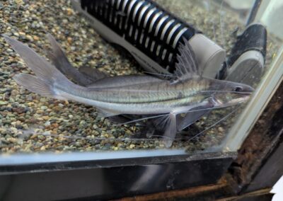 バルバードキャット（ペルー）