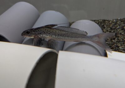 ロングボディ・ピニランプス（ペルー）