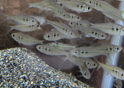 ジュピアバ（リオ　ナナイ）