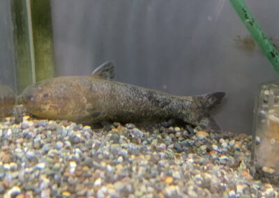 ジョーズカンディル