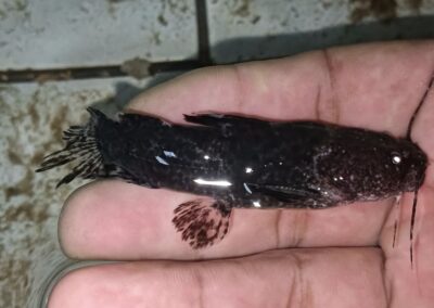 タイソンジャウー（ペルー）