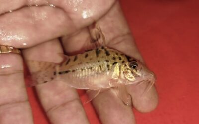 ～２０２６年３月３１日（火）最新入荷情報（オリジナルダイレクト便）ペルー編～