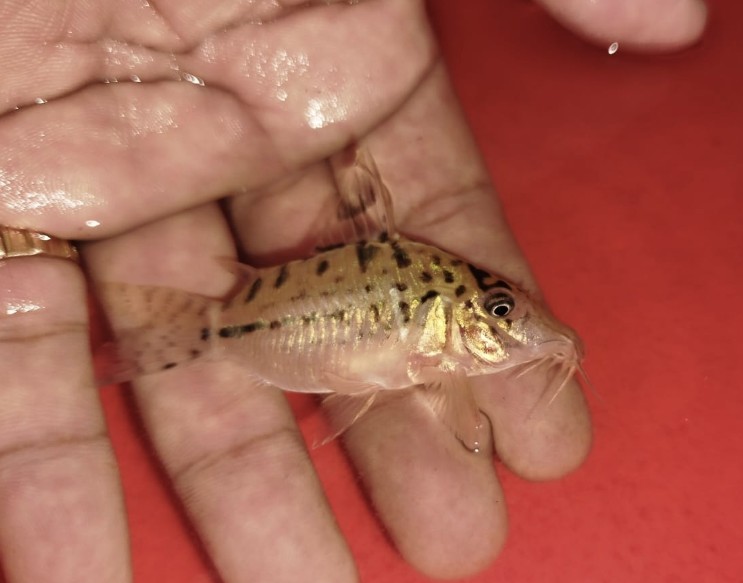 Cロングノーズ・エヴェリナエ（オリジナル）