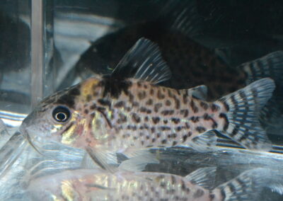 Cアガシジィ（コロンビア）