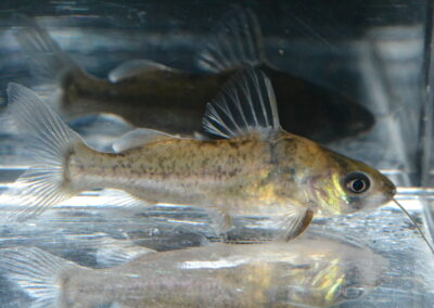 ブラキラムディア　cf　イミテーター（コロンビア）