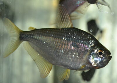 ダイヤモンド・アステアナックス？（コロンビア）