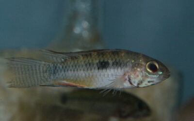 ~2026年4月7日(火)最新入荷情報(オリジナルダイレクト便)コロンビア編~