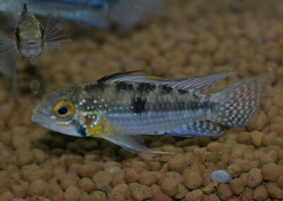 Ap　cf　ルエリンギィ（エクアドル）