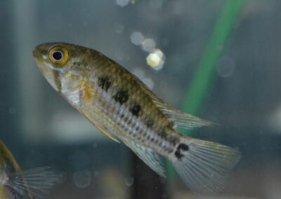 Ap　cf　クルジィ（エクアドル）