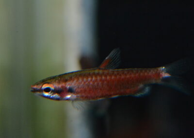 グリムゾンレッドペンシル